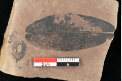 Foto (Detailsansicht) von Quercus palaeoilex Ettingshausen (NHMW-GEO-2024-0188-0755)